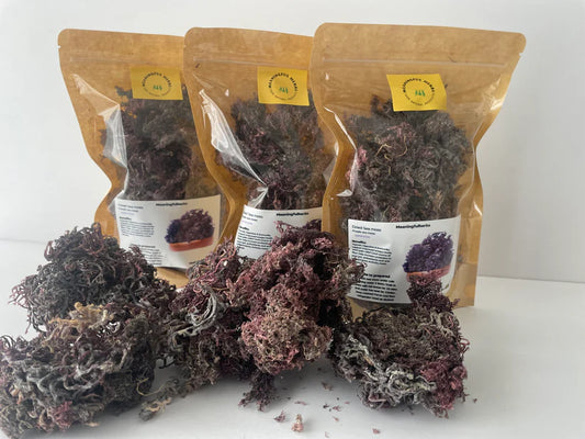 Purple Wildcrafted Sea Moss